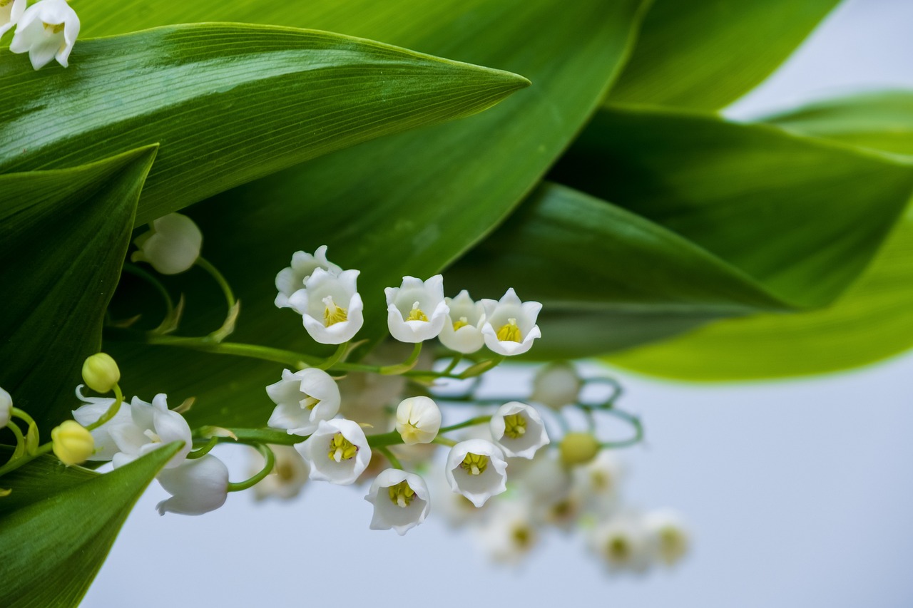 How to Make Your Own Natural Fragrance Diffuser